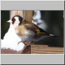 Carduelis carduelis - Stieglitz 01g.jpg